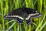 Black Swallowtail Butterfly April 2023